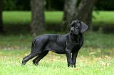 CANE CORSO 1215